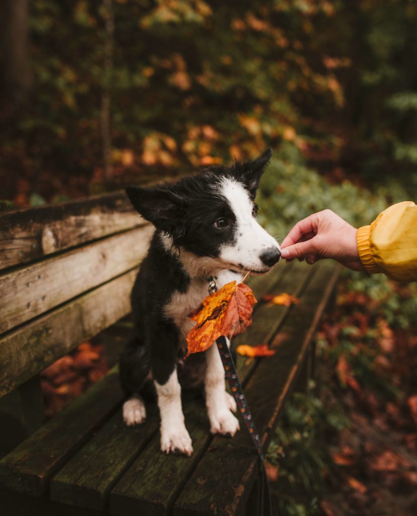 Herfsttips voor jou en je hond thomas