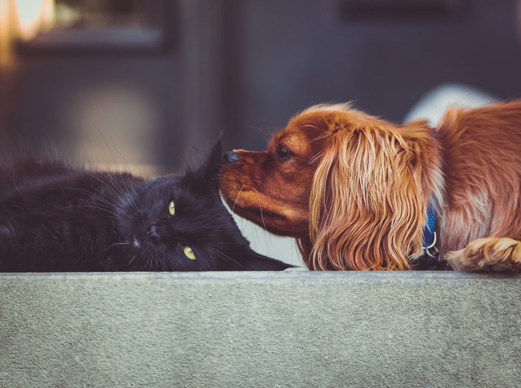 hond en kat